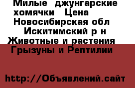 Милые, джунгарские хомячки › Цена ­ 100 - Новосибирская обл., Искитимский р-н Животные и растения » Грызуны и Рептилии   